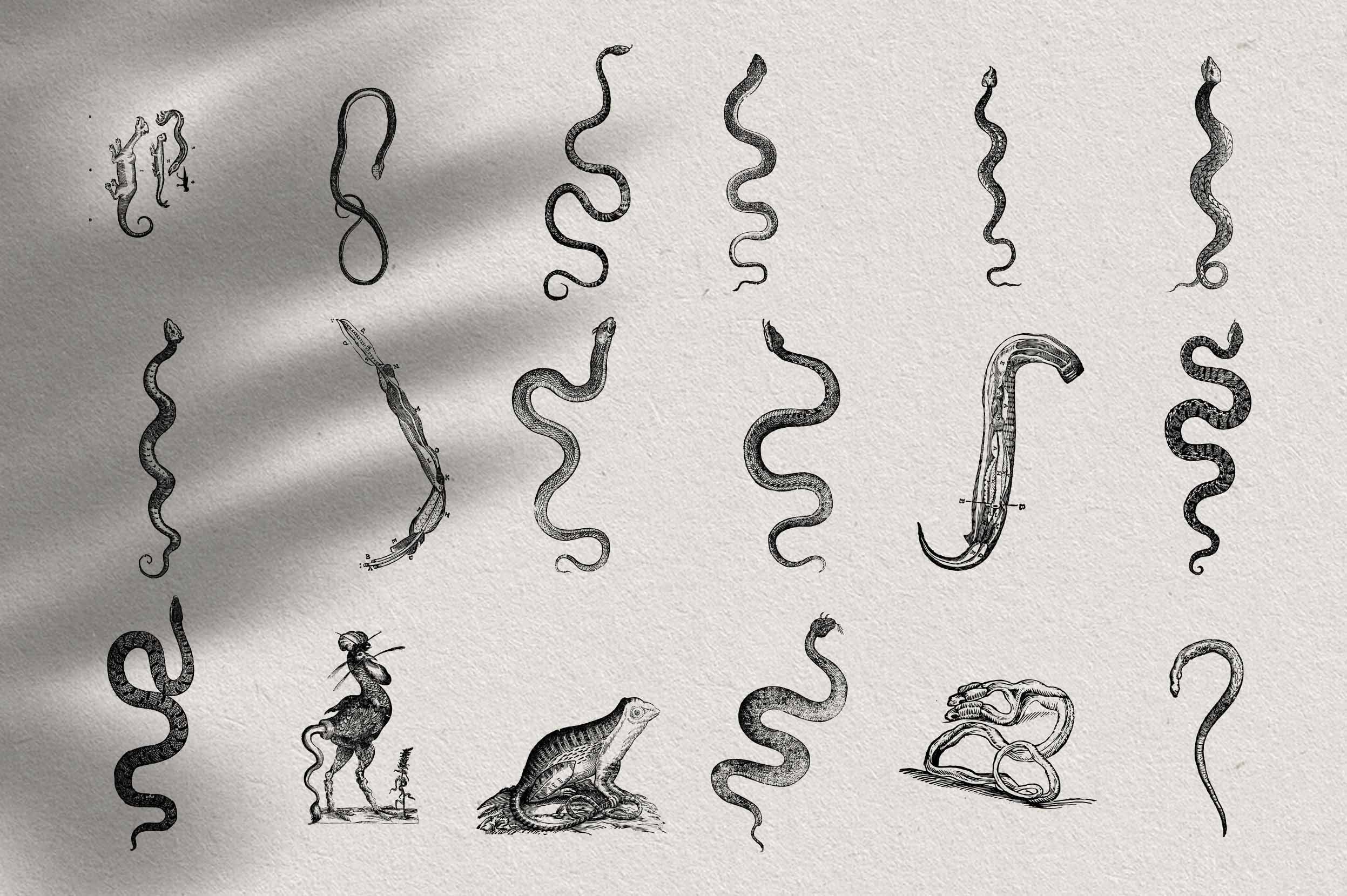 Snakes & Dragons