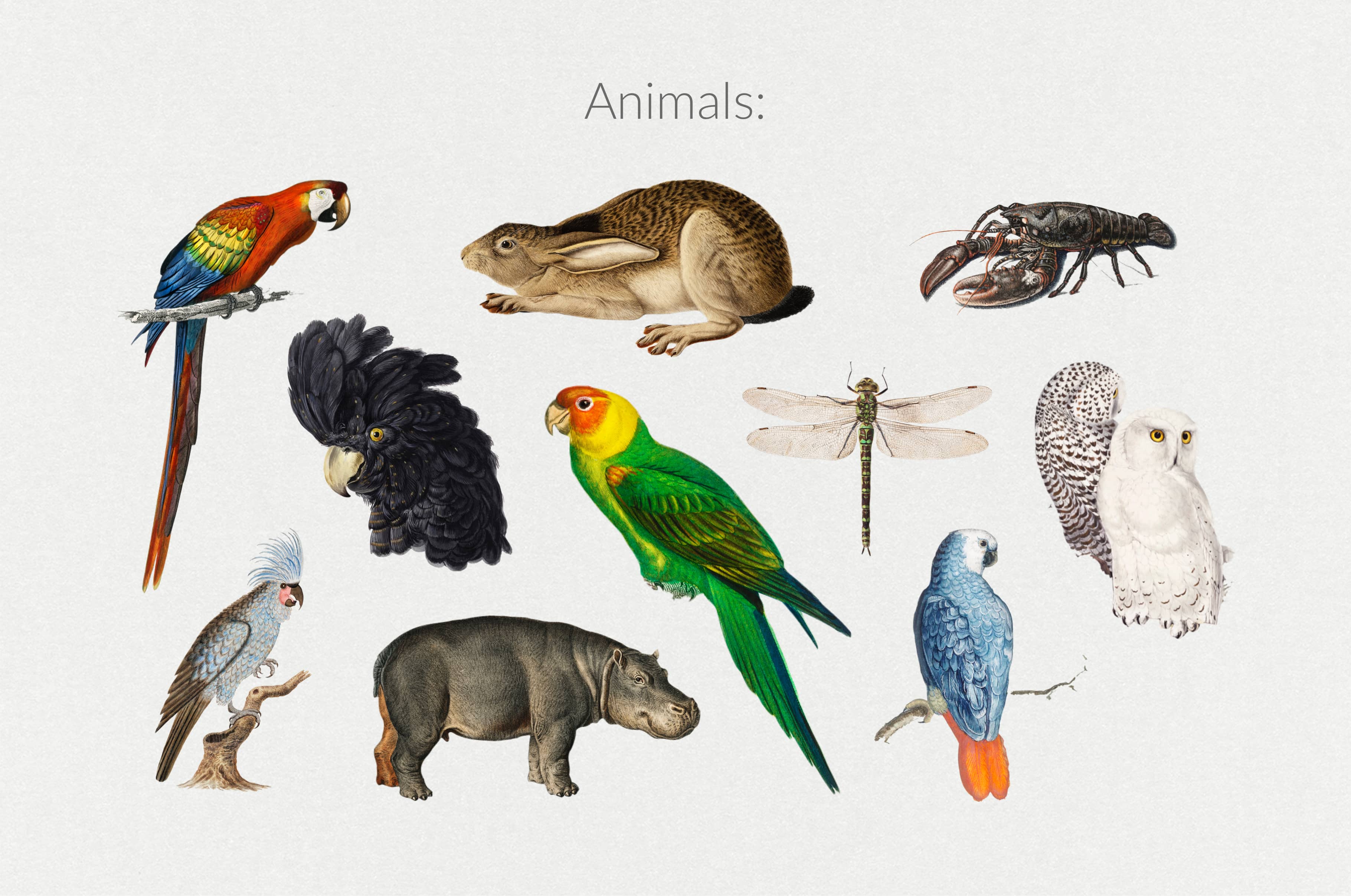 The Minimalist Collage Creator