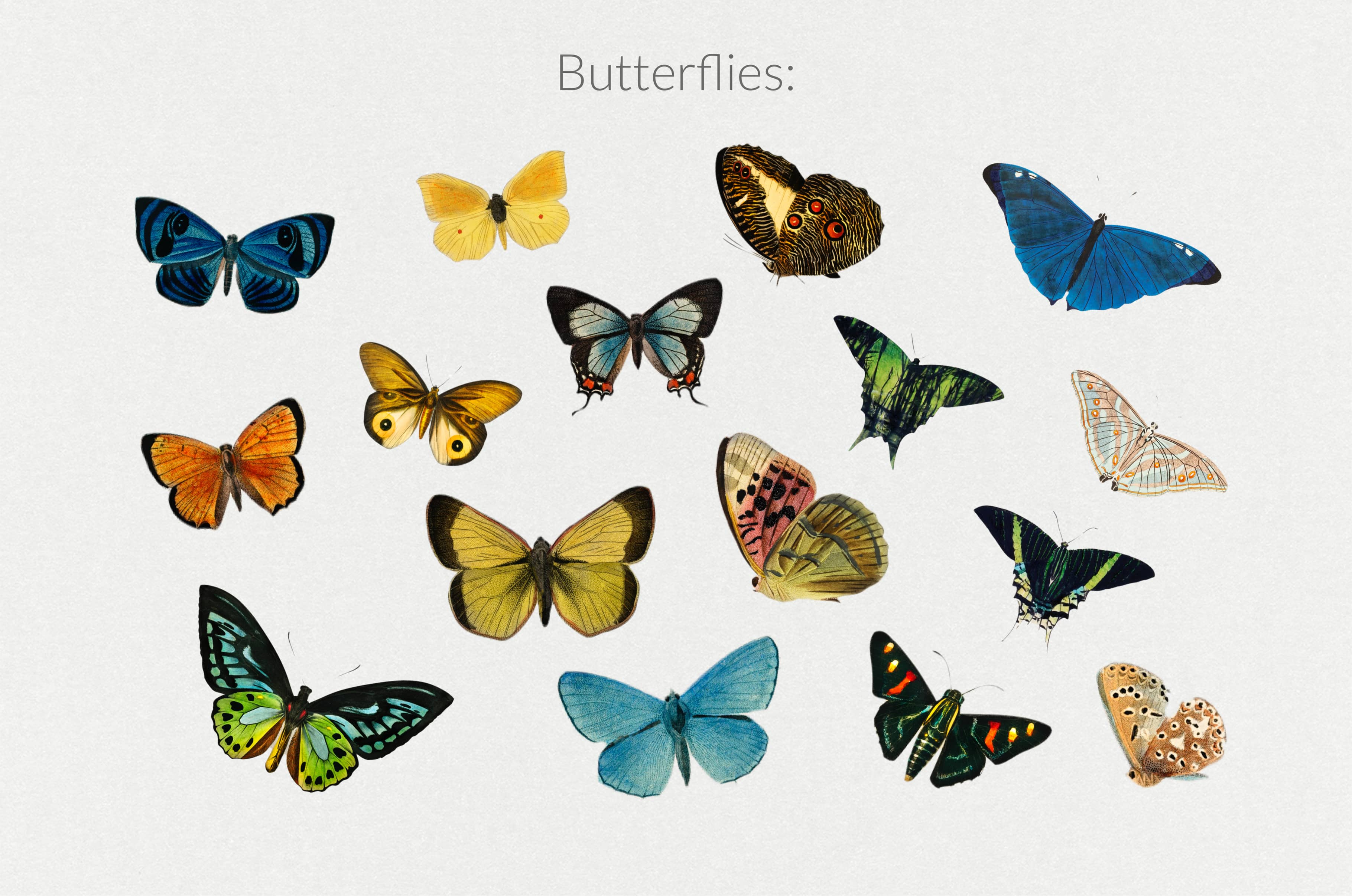 The Minimalist Collage Creator