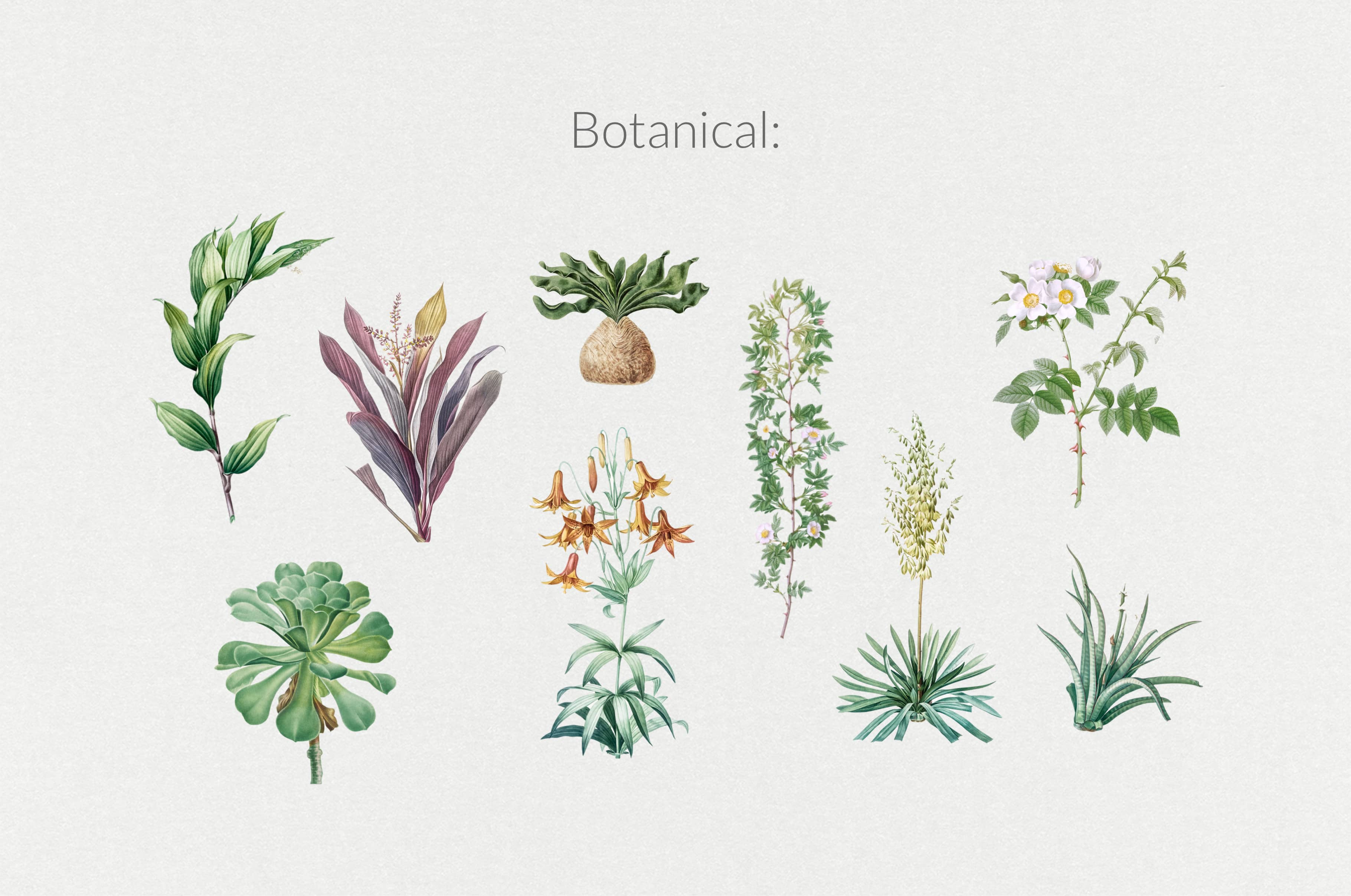 The Minimalist Collage Creator