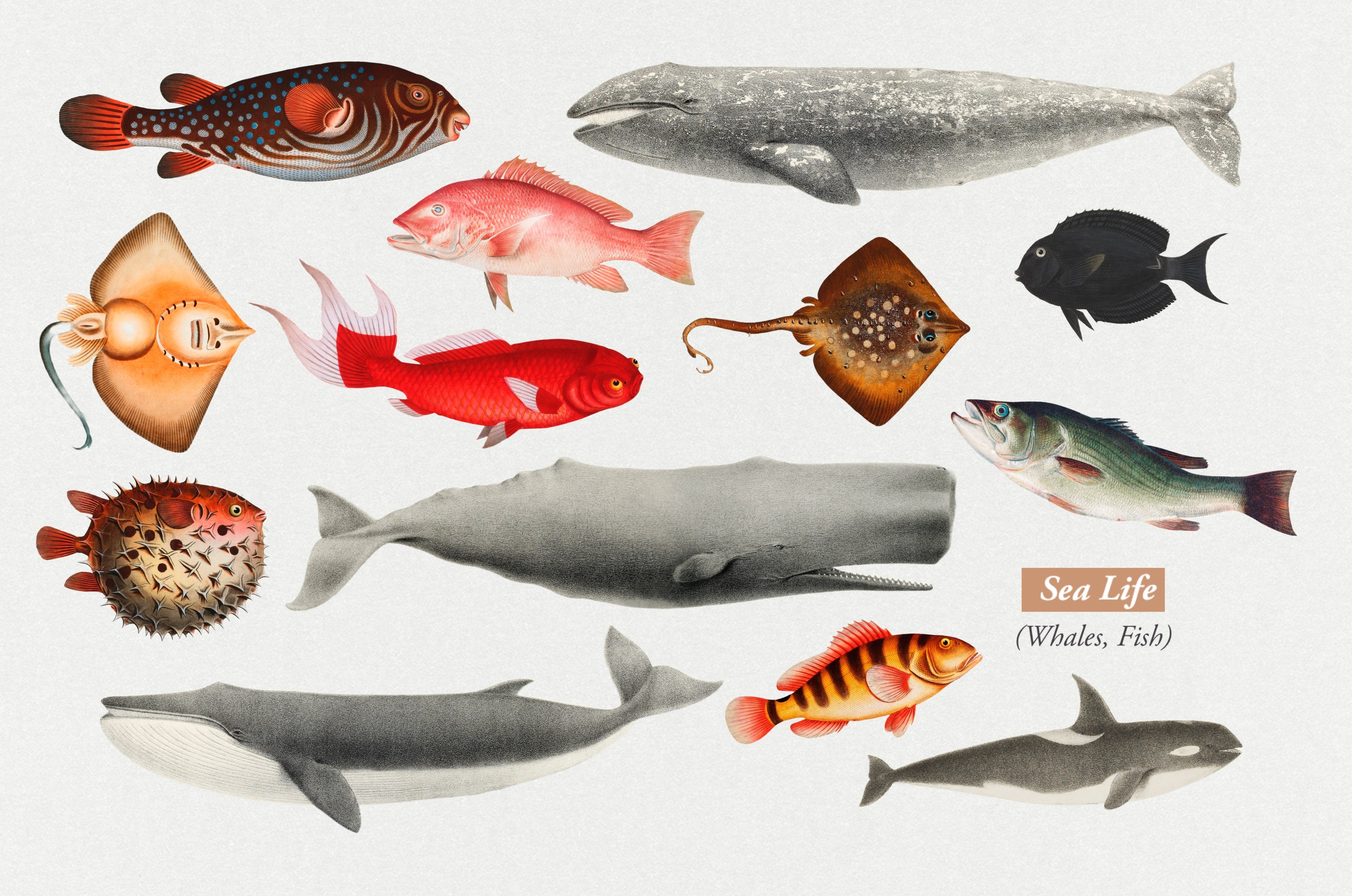 The Vintage Collage Creator - Childhood Memories