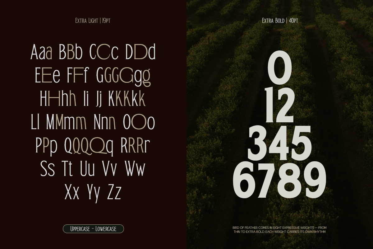 trt-bird-of-feather-elegant-serif-typeface-unknown-creator-2.png