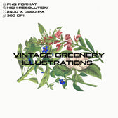 Vintage Greenery Illustrations
