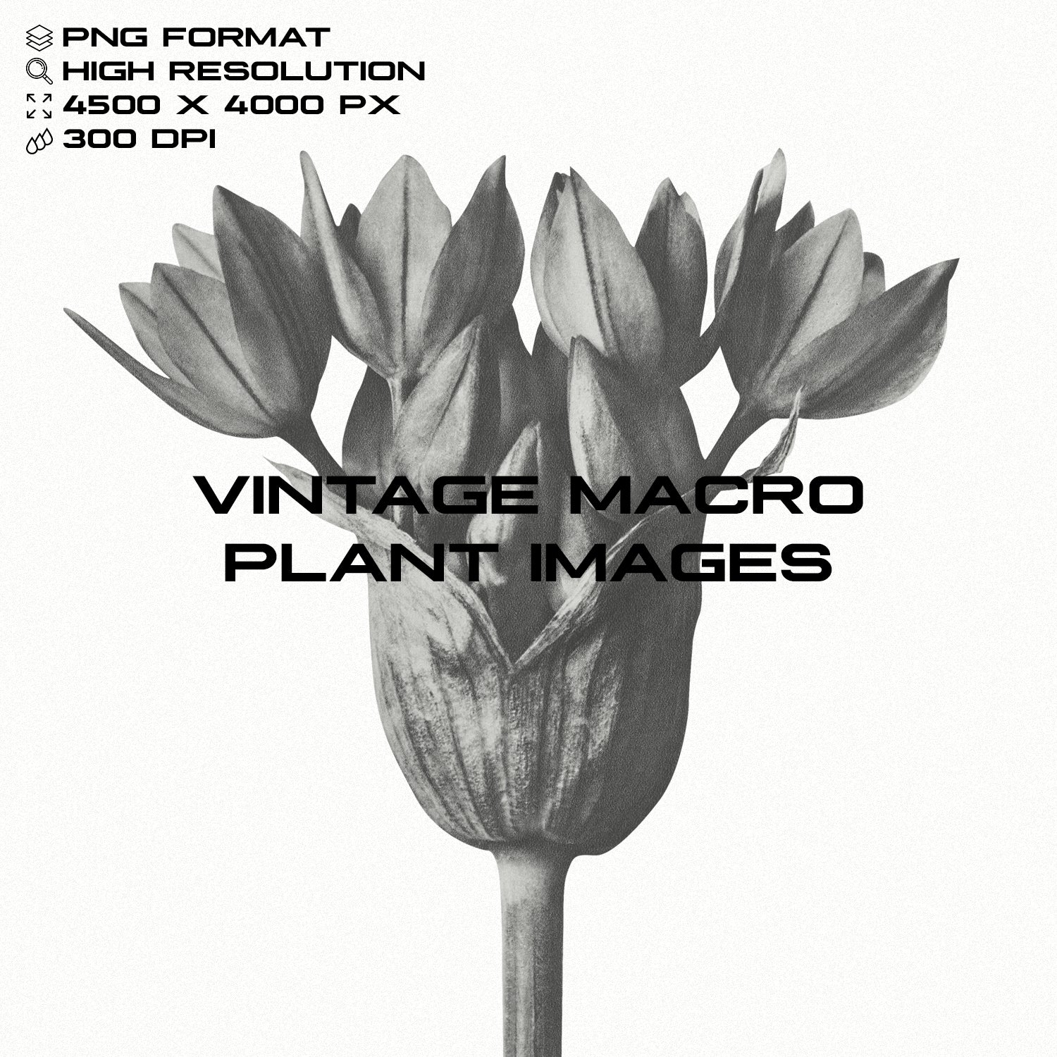 vintage-macro-plant-images-gfx-database-1.png
