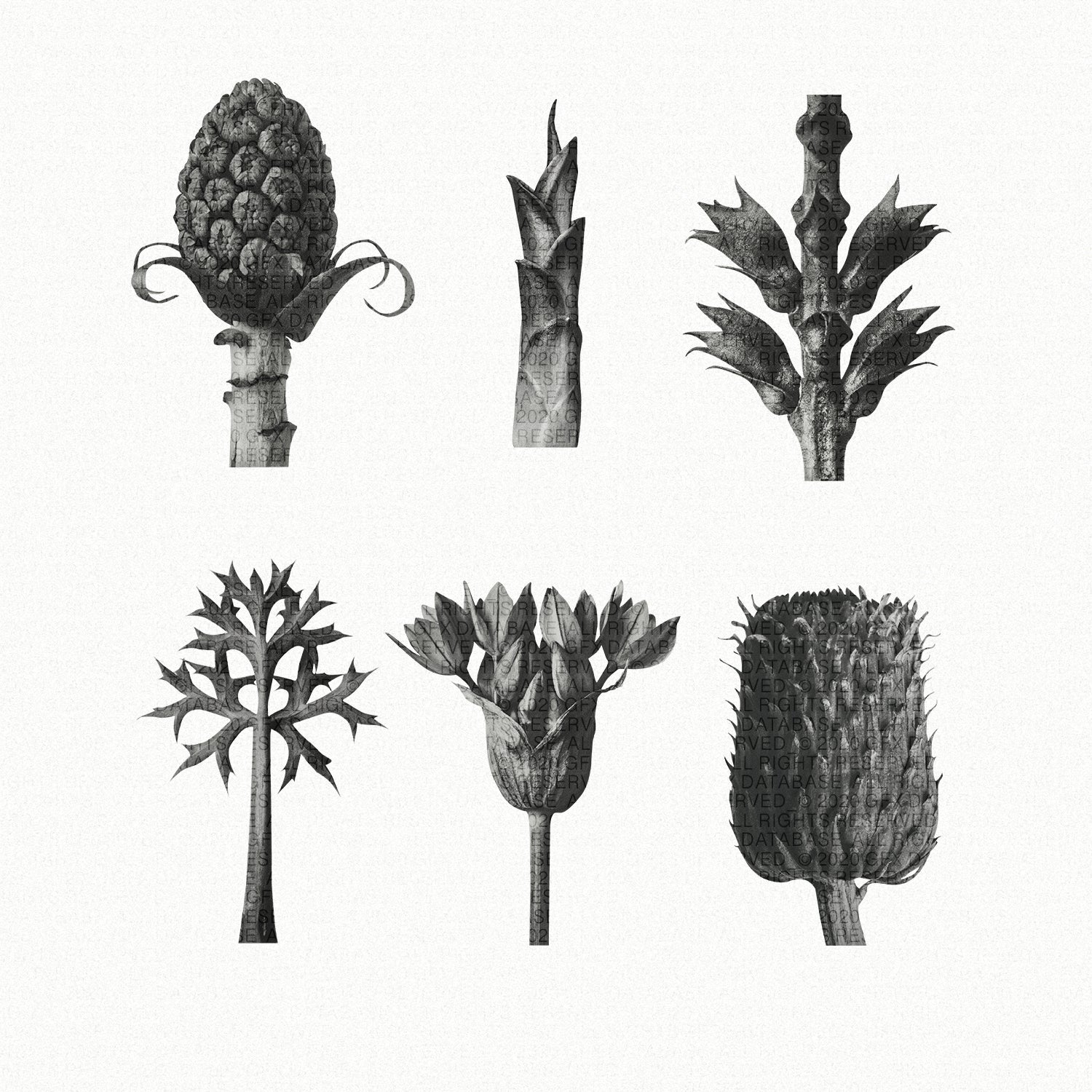 vintage-macro-plant-images-gfx-database-2.jpg