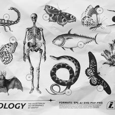 125 Vector Bitmap Assets - Biology