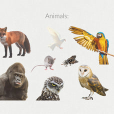 250+ Elements - Collage Creator Pack