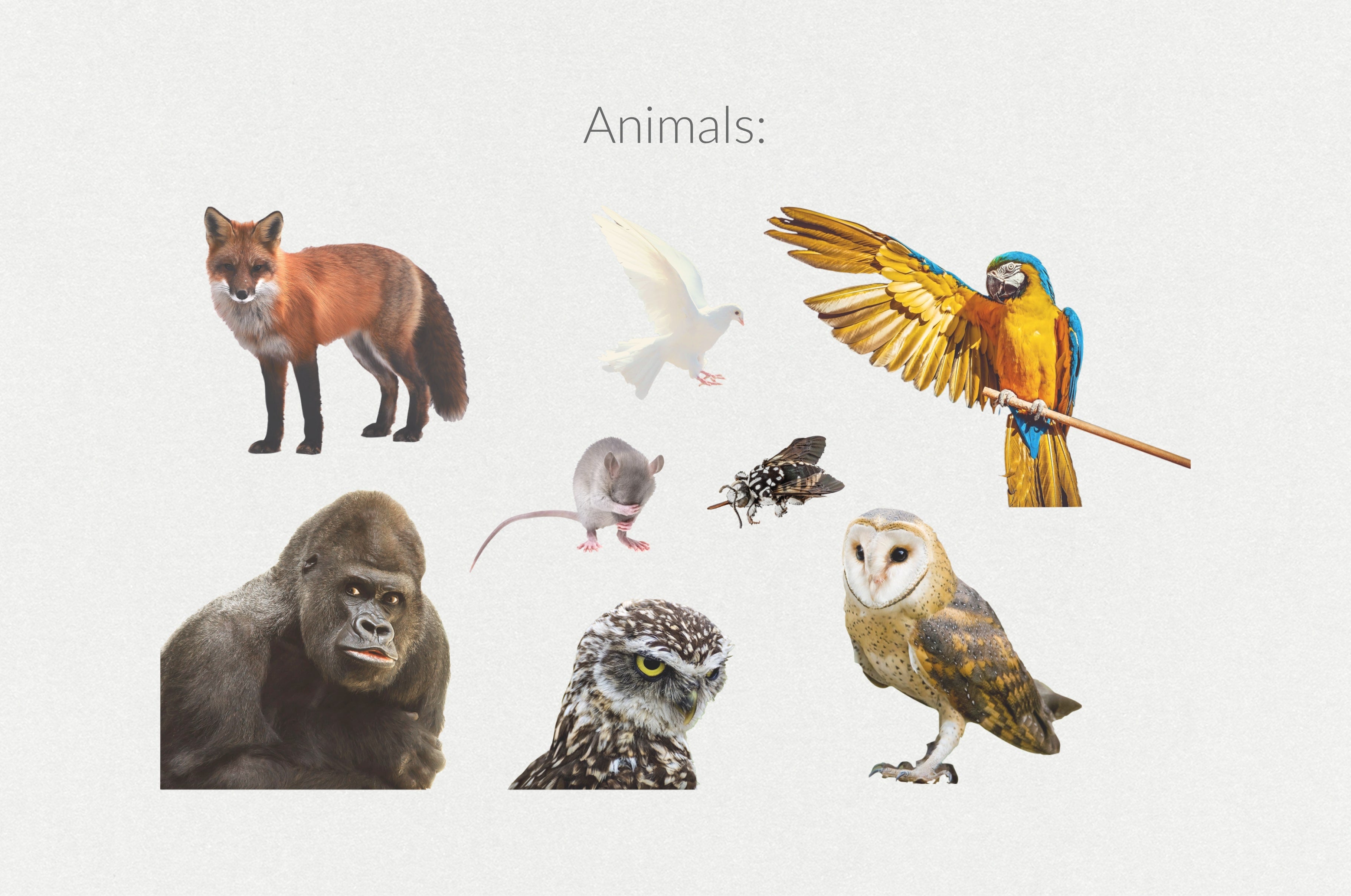 250+ Elements - Collage Creator Pack