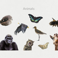 250+ Elements - Collage Creator Pack