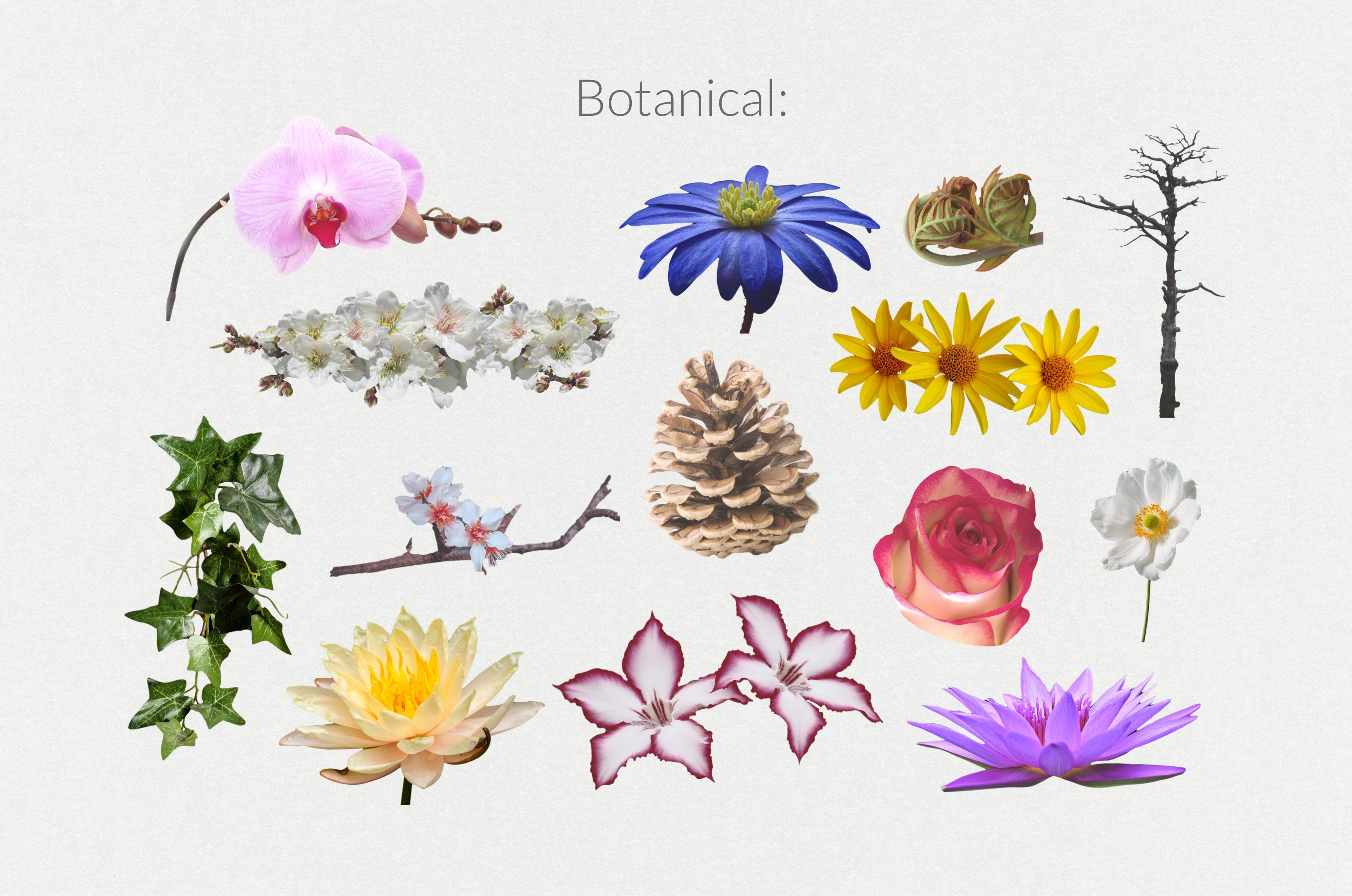 250+ Elements - Collage Creator Pack