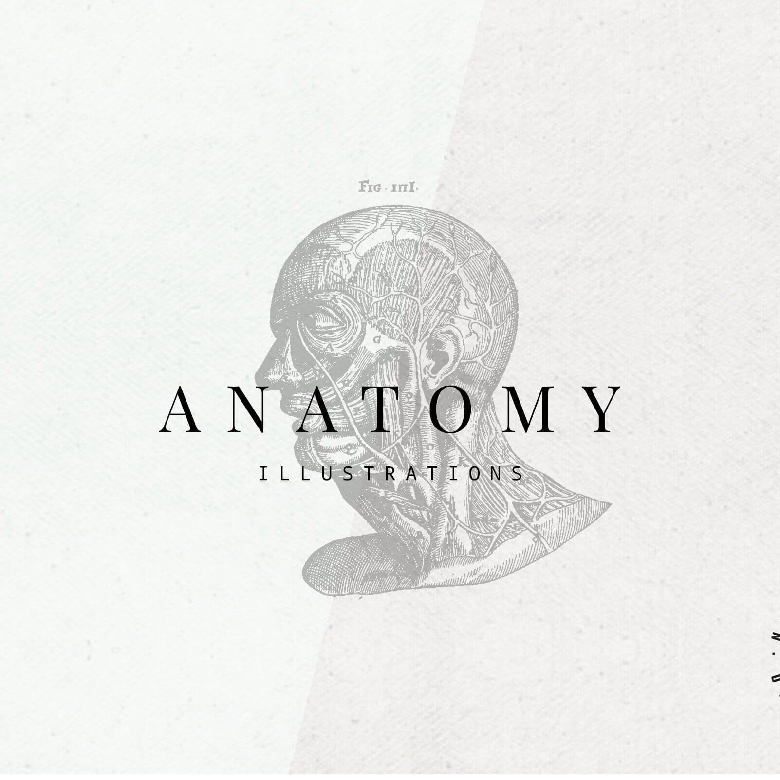 Anatomy Illustrations - Nomad Visuals 1.jpg