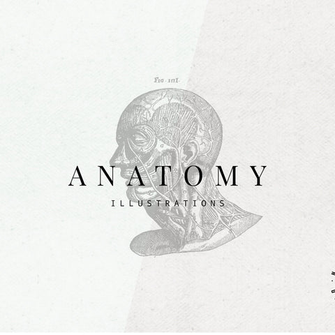 Anatomy Illustrations
