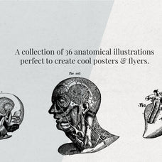 Anatomy Illustrations - Nomad Visuals 1.jpg