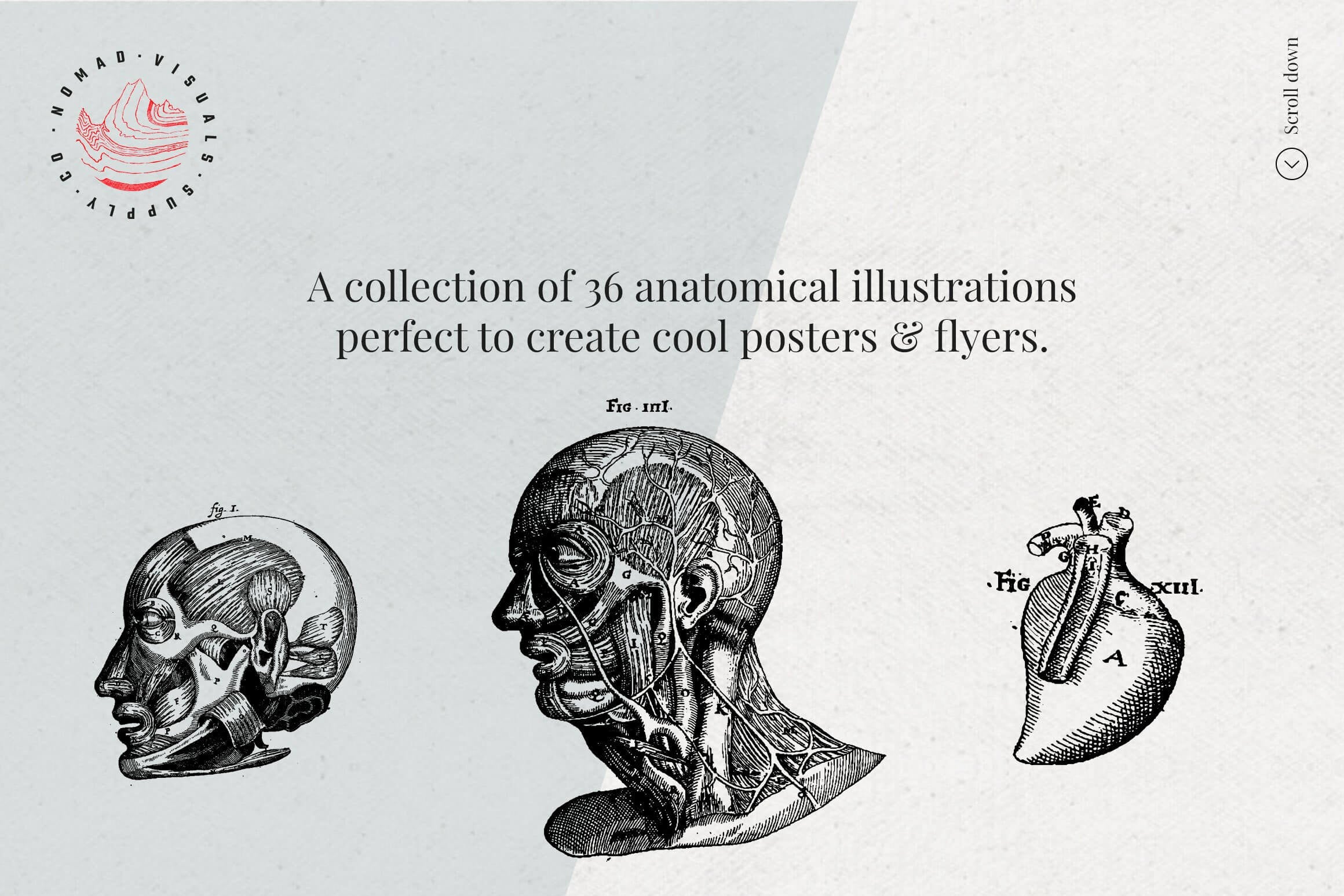 Anatomy Illustrations - Nomad Visuals 1.jpg