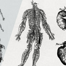 Anatomy Illustrations - Nomad Visuals 2.jpg