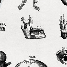 Anatomy Illustrations - Nomad Visuals 3.jpg