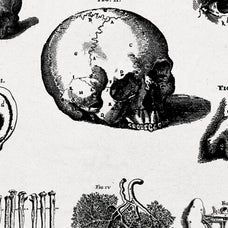 Anatomy Illustrations - Nomad Visuals 4.jpg