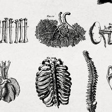 Anatomy Illustrations - Nomad Visuals 5.jpg