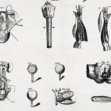 Anatomy Illustrations - Nomad Visuals 6.jpg