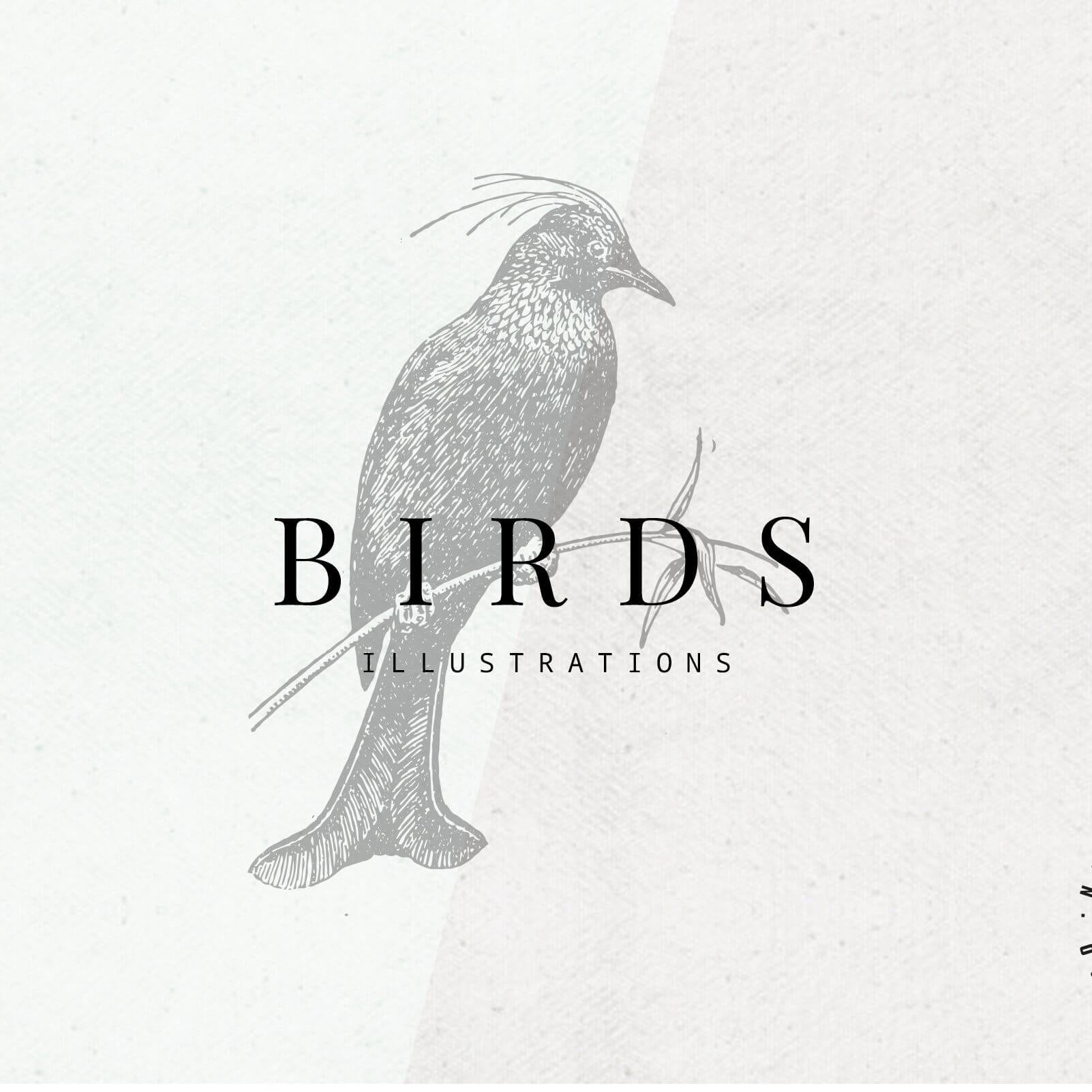 Birds Illustrations - Nomad Visuals 1.jpg