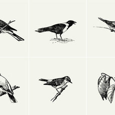 Birds Illustrations - Nomad Visuals 1.jpg