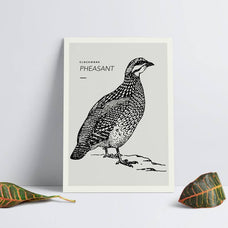 Birds Illustrations - Nomad Visuals 2.jpg
