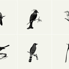 Birds Illustrations - Nomad Visuals 2.jpg