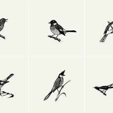 Birds Illustrations - Nomad Visuals 3.jpg