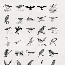 Birds Illustrations - Nomad Visuals 4.jpg