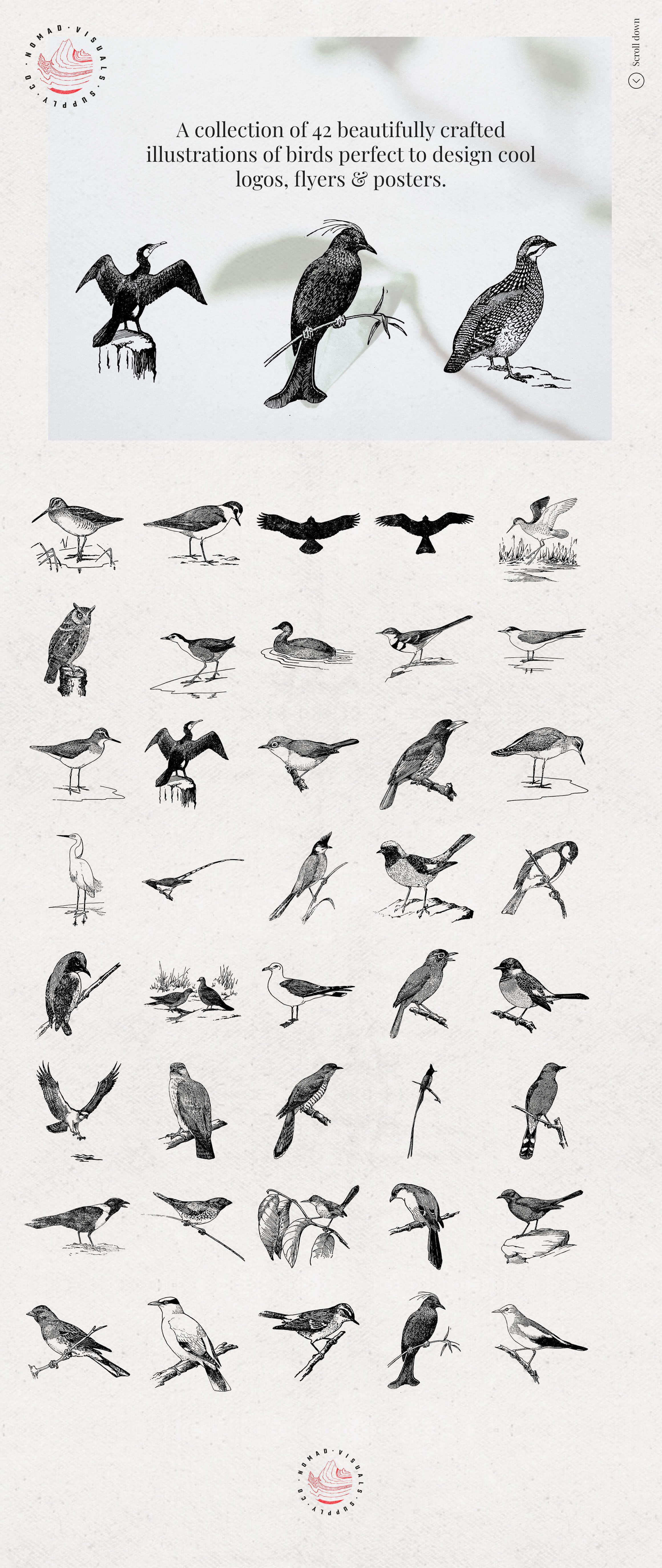 Birds Illustrations - Nomad Visuals 4.jpg