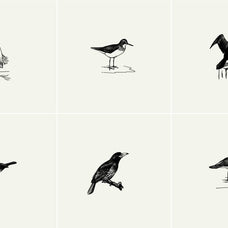 Birds Illustrations - Nomad Visuals 4.jpg