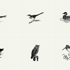 Birds Illustrations - Nomad Visuals 5.jpg
