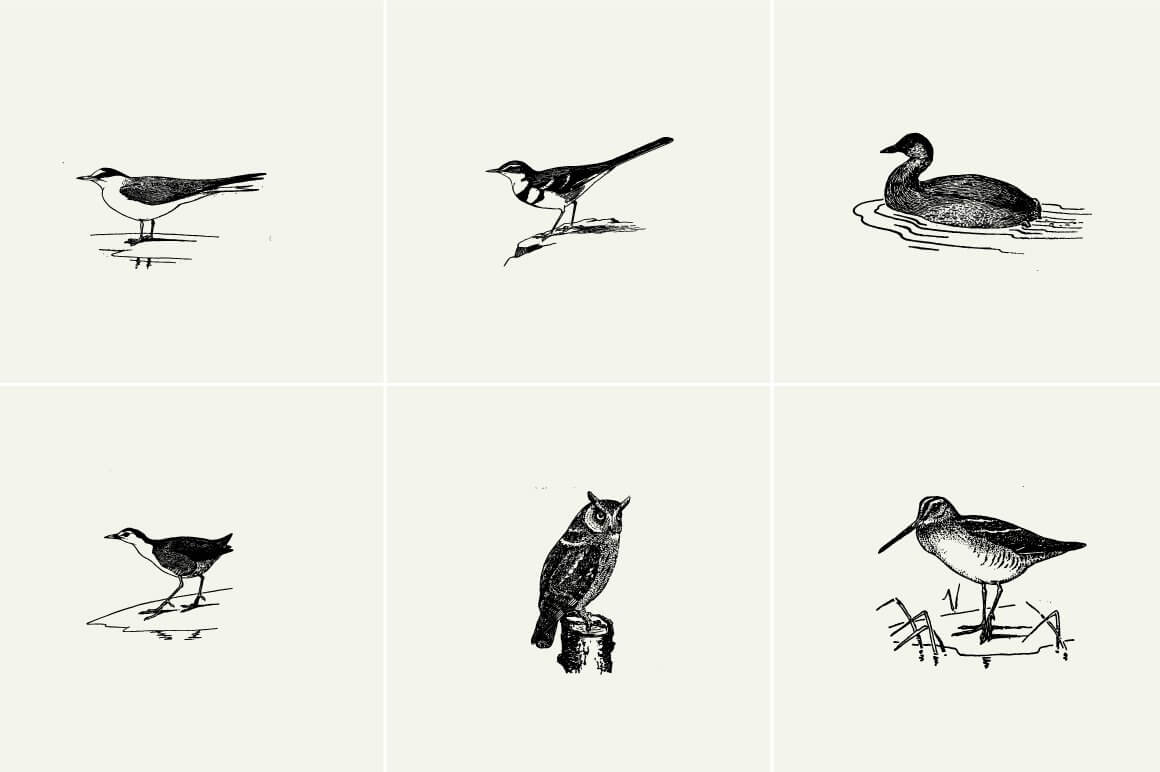 Birds Illustrations - Nomad Visuals 5.jpg