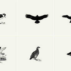 Birds Illustrations - Nomad Visuals 6.jpg