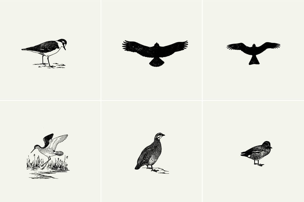 Birds Illustrations - Nomad Visuals 6.jpg