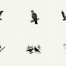 Birds Illustrations - Nomad Visuals 7.jpg