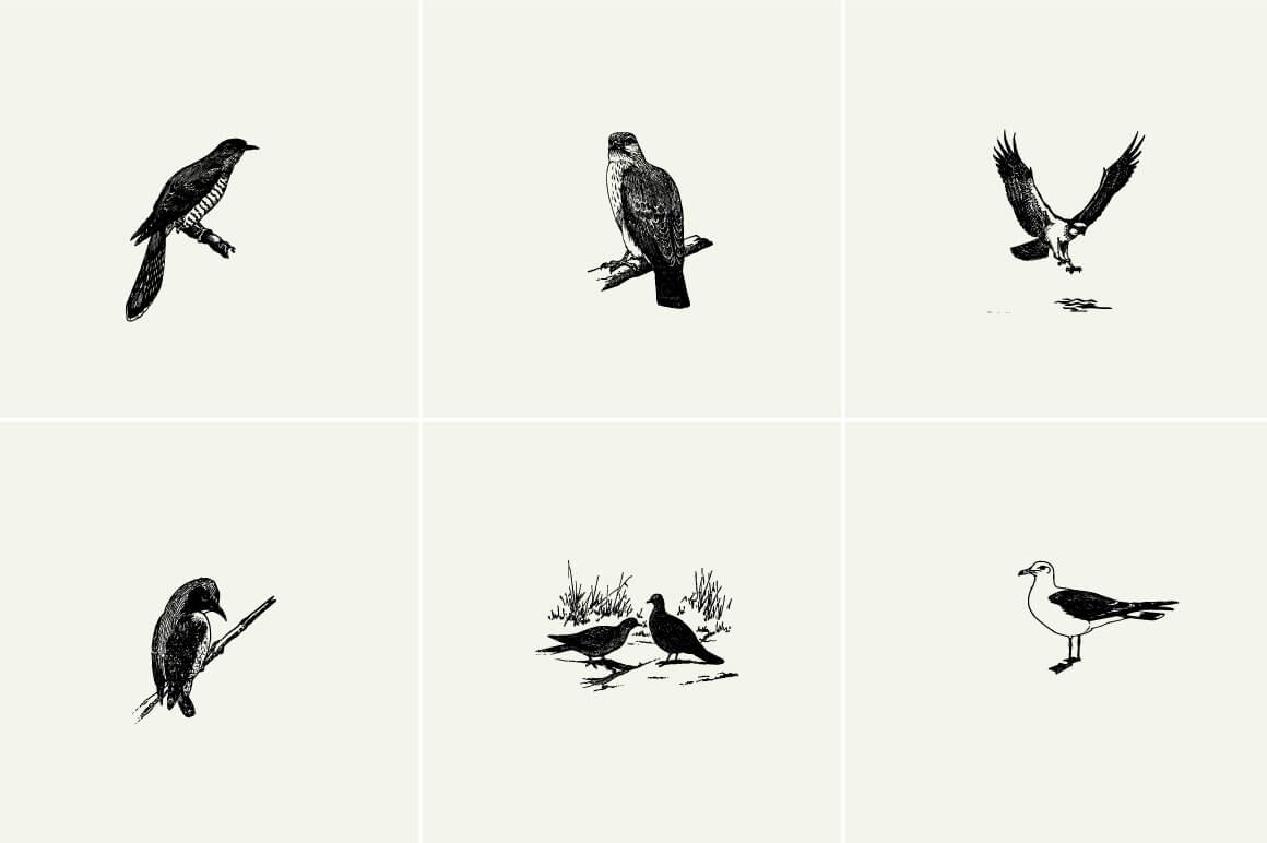 Birds Illustrations - Nomad Visuals 7.jpg