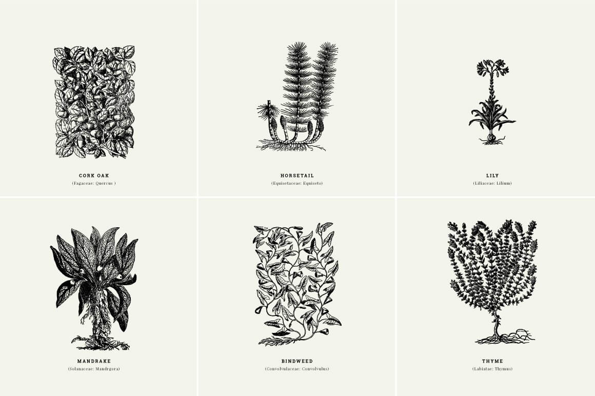 Botanical Illustrations Vol.01 - Nomad Visuals 1.jpg