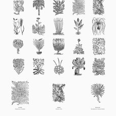 Botanical Illustrations Vol.01 - Nomad Visuals 1.jpg