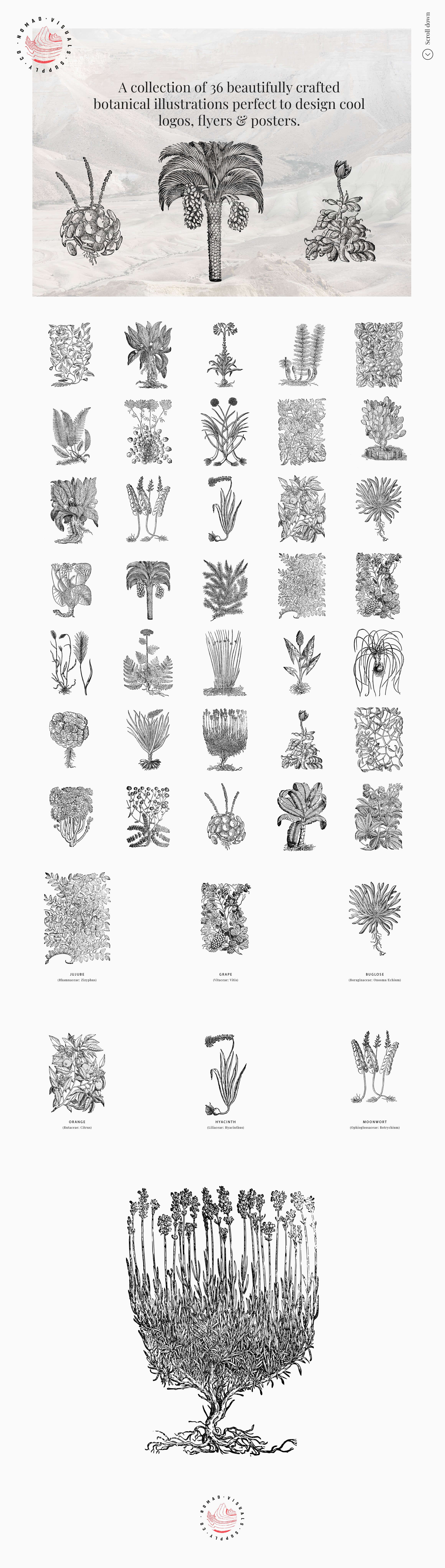 Botanical Illustrations Vol.01 - Nomad Visuals 1.jpg