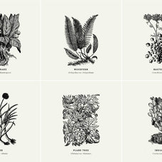 Botanical Illustrations Vol.01 - Nomad Visuals 2.jpg