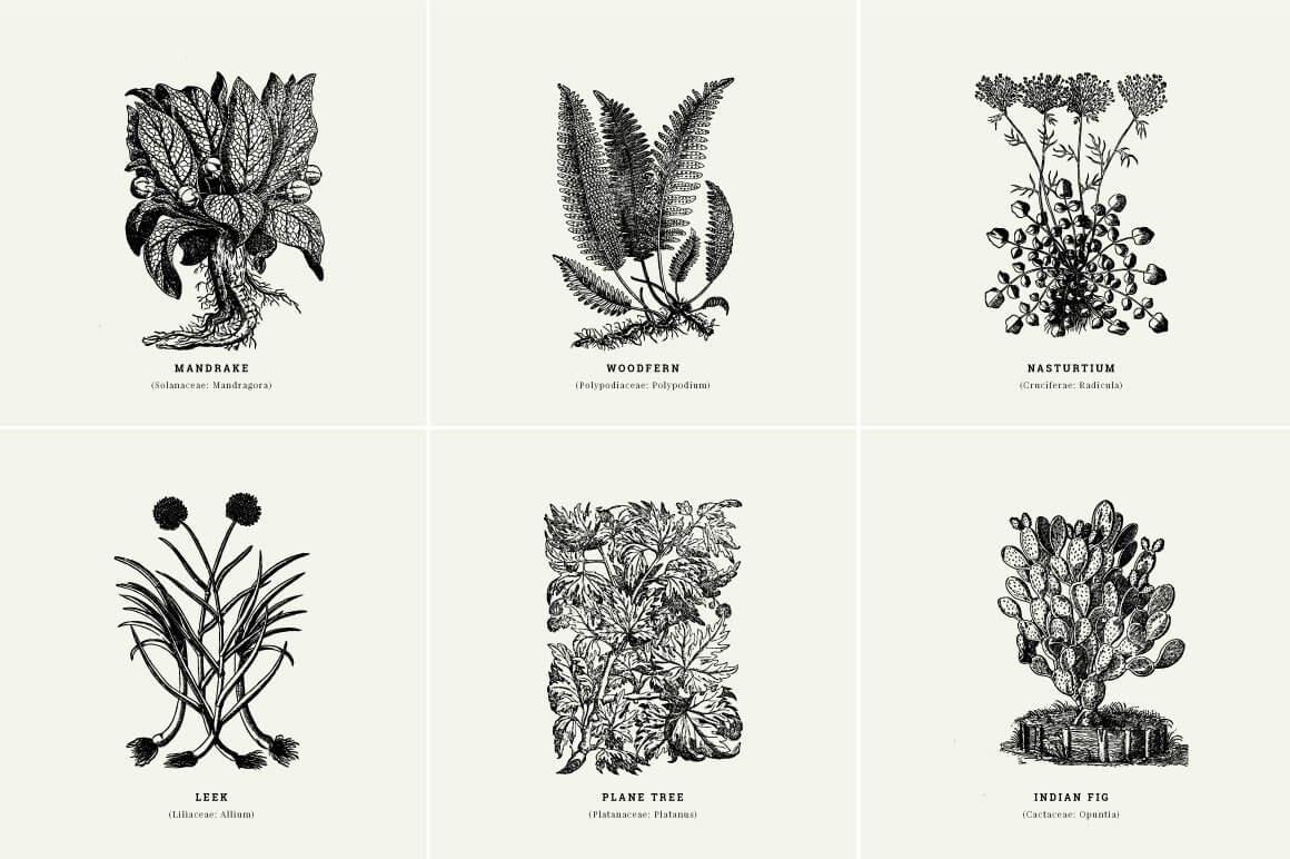 Botanical Illustrations Vol.01 - Nomad Visuals 2.jpg