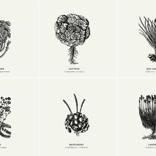 Botanical Illustrations Vol.01 - Nomad Visuals 2.jpg