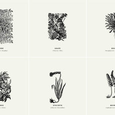 Botanical Illustrations Vol.01 - Nomad Visuals 3.jpg
