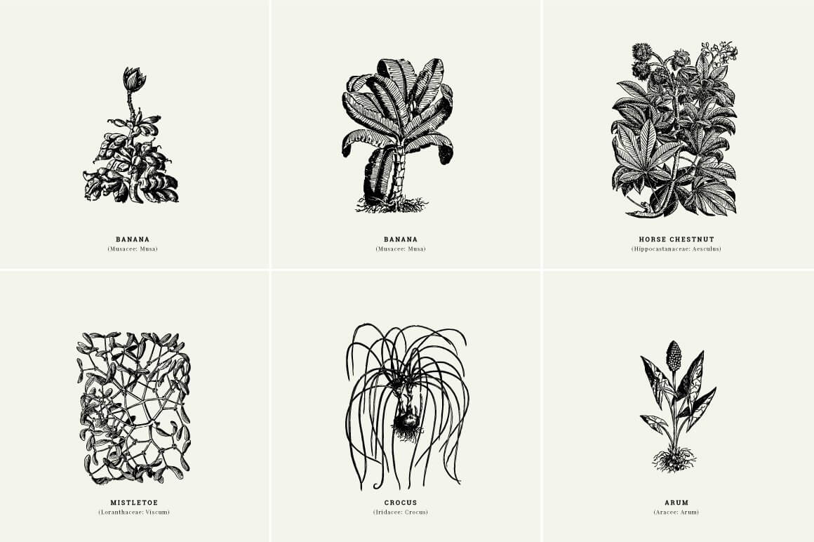 Botanical Illustrations Vol.01 - Nomad Visuals 3.jpg