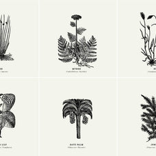 Botanical Illustrations Vol.01 - Nomad Visuals 4.jpg