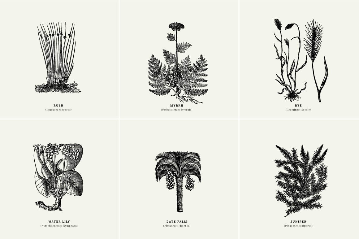 Botanical Illustrations Vol.01 - Nomad Visuals 4.jpg
