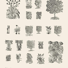 Botanical Illustrations Vol.02 - Nomad Visuals 1.jpg