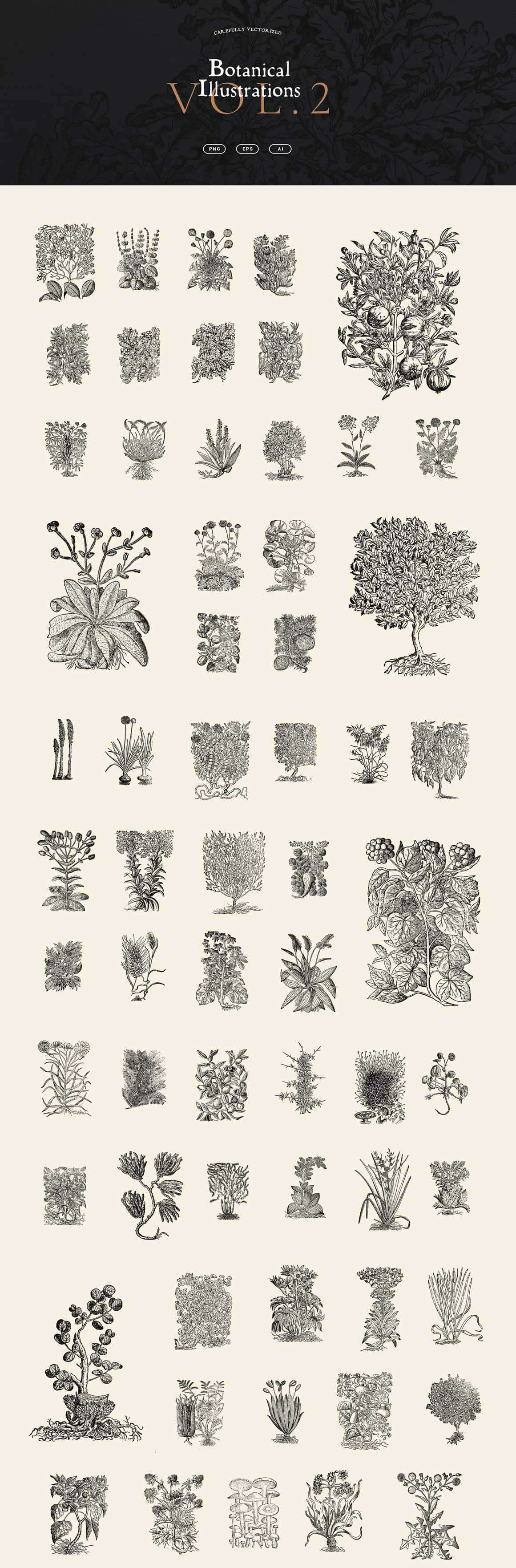 Botanical Illustrations Vol.02 - Nomad Visuals 1.jpg
