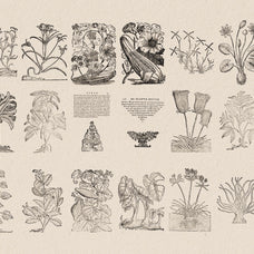 Botanical Illustrations Vol.03 - Nomad Visuals 1.jpg